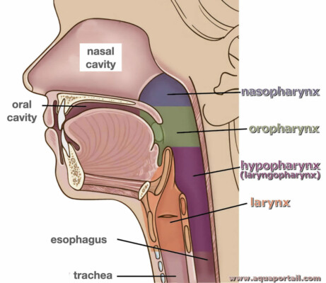 Pharynx and larynx